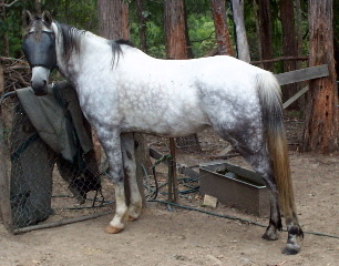 Lovely grey Mare free Lease